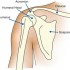 scapula shoulder structure scapula shoulder structure