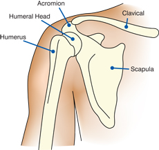 scapula shoulder structure