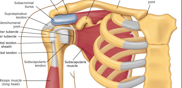 shoulder anatomy
